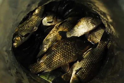 의성권 조황입니다