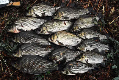 쏟아지는구나 대물들이.....