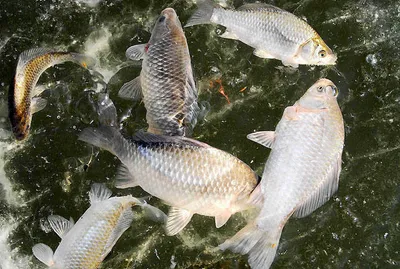 의성얼음낚시 시작......