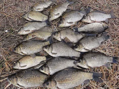 대물 소식이 줄줄이......1