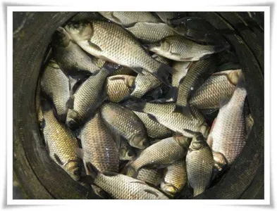 강낚시 마릿수대박 ~~