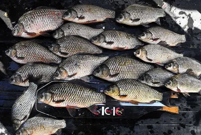 대박조과를 보시고 ....