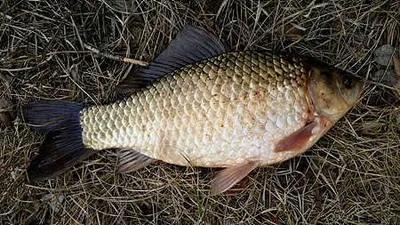 봄꽃 화사한 삼월말의 조황안내 입니다.