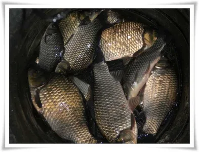 소류지,강(월,준척에 마릿수) ~~