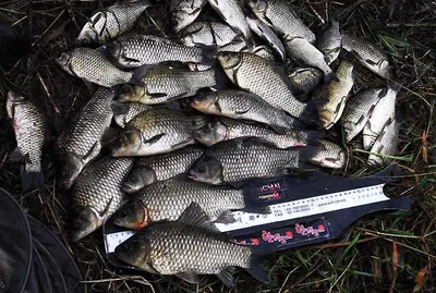 풍성한 대물급들 ......