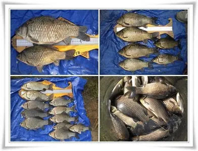 4짜,39,38,대물마릿수와 월,준척대박조황 ~~