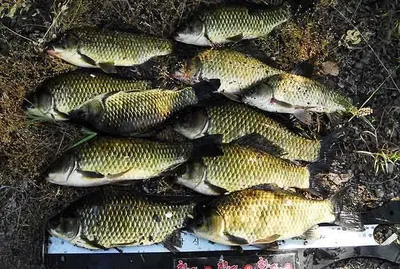 4짜와 허리급 대물들 .....