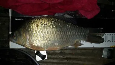 [고삼지] 씨알이 좋아지고 있습니다