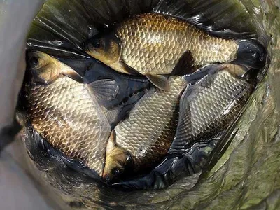 수계지 마릿수에 월척까지 ......