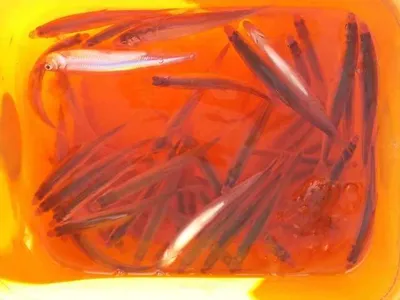 [두창지] 매우 좋은 빙질상태