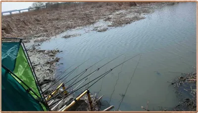 진위천 조황 소식