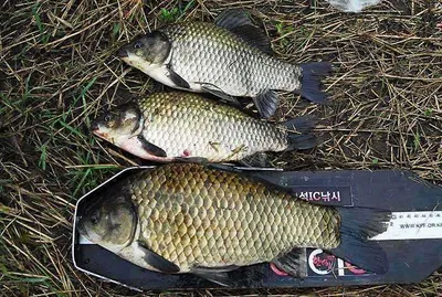 휴가낚시에 대단한 손맛을 ....