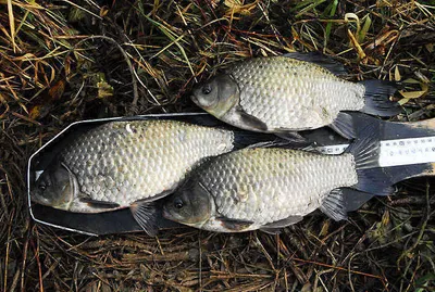 시즌 끝자락 대물붕어들 구경하세요...