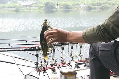 낚시동네 붕어조황 안내 입니다.