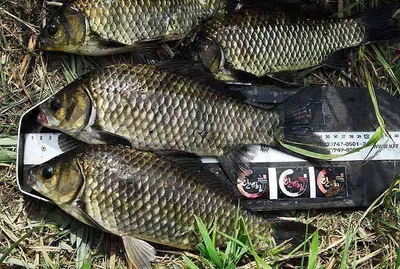 대물급들 붕어 줄줄이........