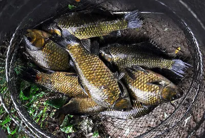 대물 마릿수 조황입니다