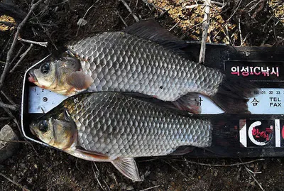 의성권 조황입니다.