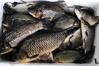 4짜 붕어에 대박조과를.....