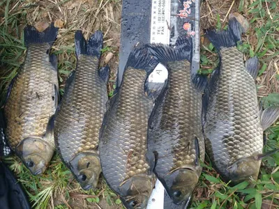 의성권 조황입니다