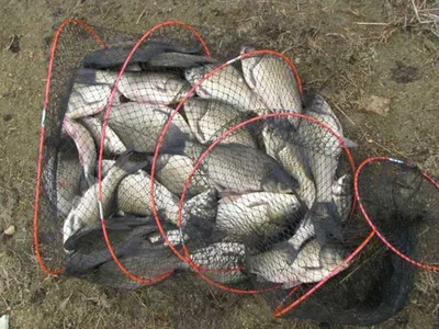 [두창지] 떡붕어들이 쓱