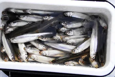 가족빙어낚시와 붕어낚시...