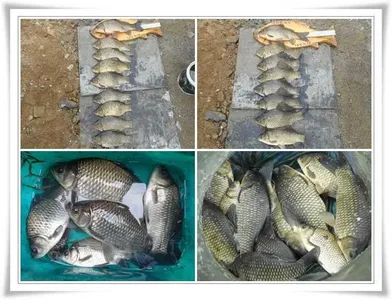 살아나는최근조황과 지난조황 ~~