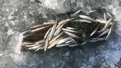 [두창지] 빙어들의 모습