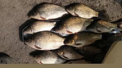 의성권 조황입니다 ~