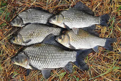 하루저녁에 대물급 마릿수를........