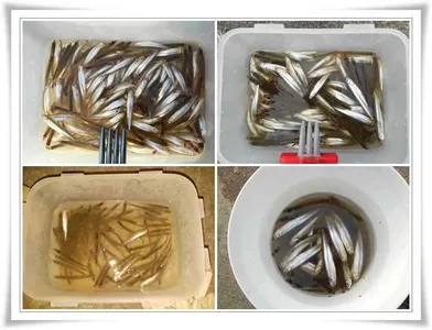 군위빙어 물낚시 대박 ~~