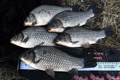 폭염속의 대물급들붕어