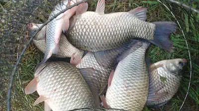 4짜에 대물마릿수  ....