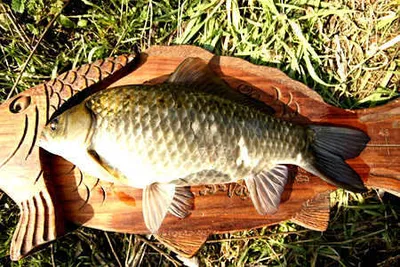 겨울의 문턱을 넘다-대구권 조황안내