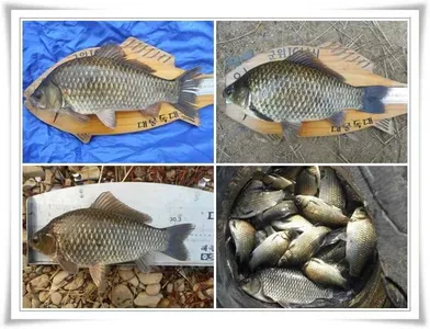 소류지43,위천강대물조황 ~~