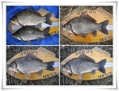 추워도 월척행진 ~~