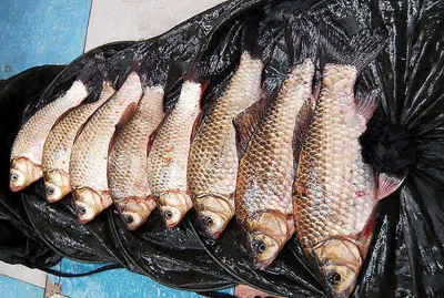 첫 출조에 월척2수를........