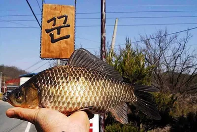 만삭인 대물들이.......