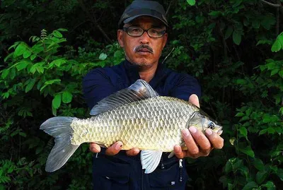 또4짜붕어 그리고 월척 마릿수를........