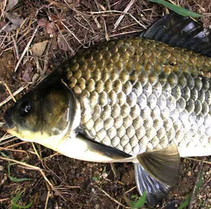 가을 그리고 고객감사 SALE