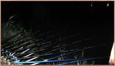 진위천 조황 소식