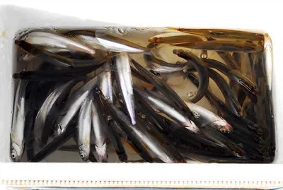 가족빙어낚시, 새해 복 많이 받으세요.