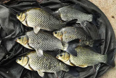 가을대물마릿수 조과를......