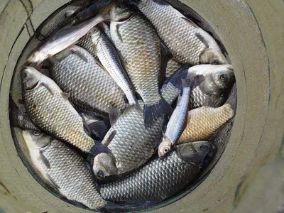 엄청난 수확을 거두고 .......