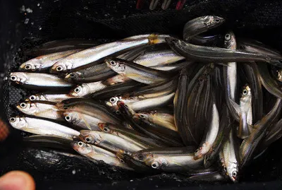 붕어 얼음낚시 시작 빙어 100수이상을...