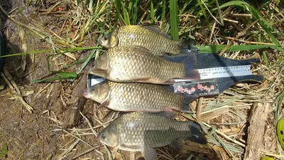 의성권 조황입니다