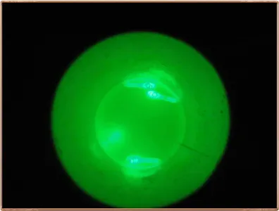 진위천 조황 소식