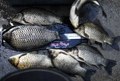 의성권 조황입니다