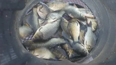 폭염속에서 월척 마릿수~