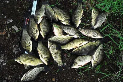 대물급들 붕어 ......