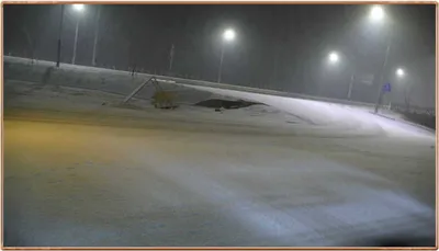 진위천 조황 소식